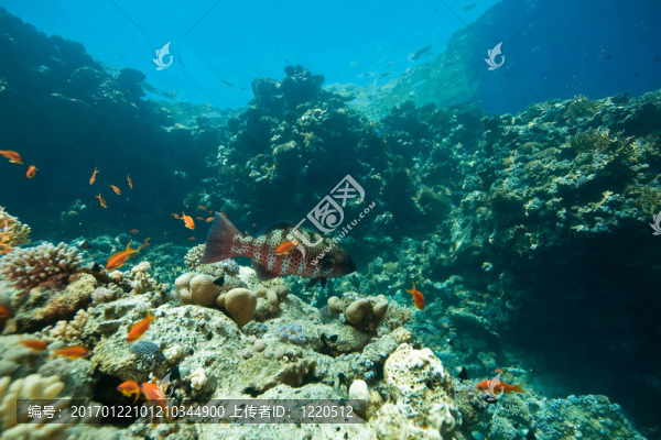 珊瑚；海洋和魚(yú)類