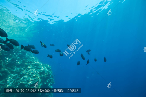 珊瑚；海洋和魚類