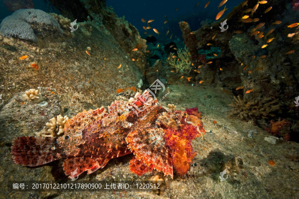 珊瑚；海洋和魚類