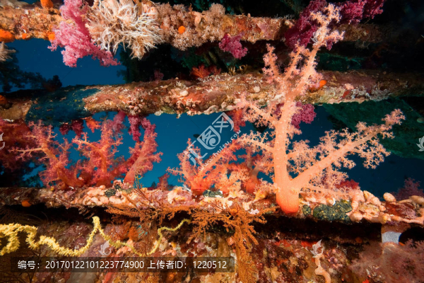 珊瑚；海洋和魚類