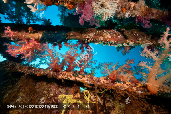 珊瑚；海洋和魚類