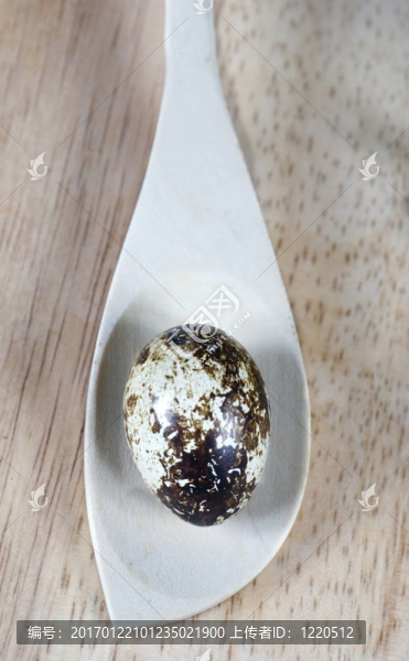 木背景鵪鶉的新鮮卵