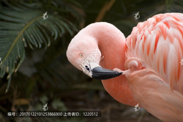 粉紅色的火烈鳥