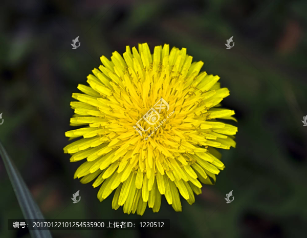 蒲公英