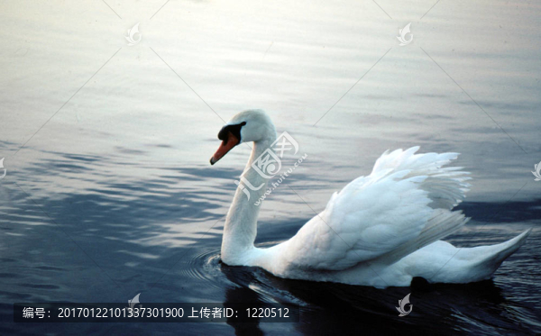 疣鼻天鵝a-0025