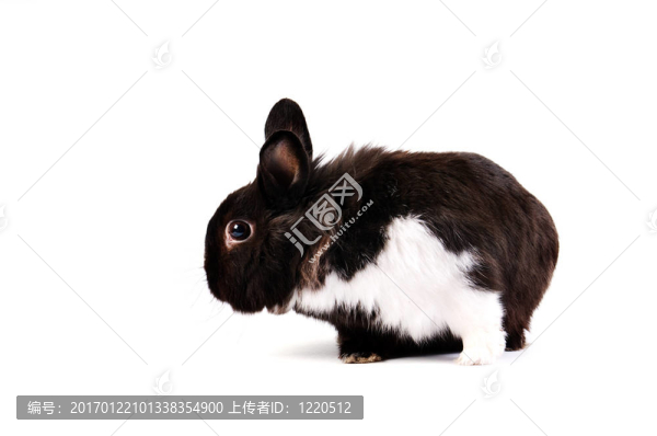 甜蜜的復(fù)活節(jié)兔子