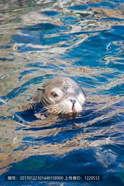 海洋獅子和海豹