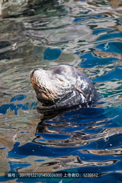 海洋獅子和海豹
