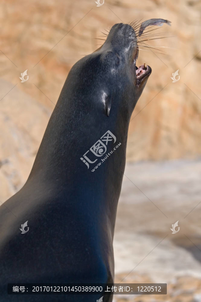 海洋獅子和海豹