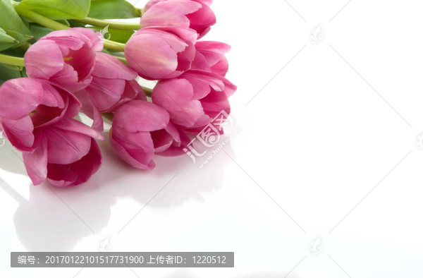 郁金香