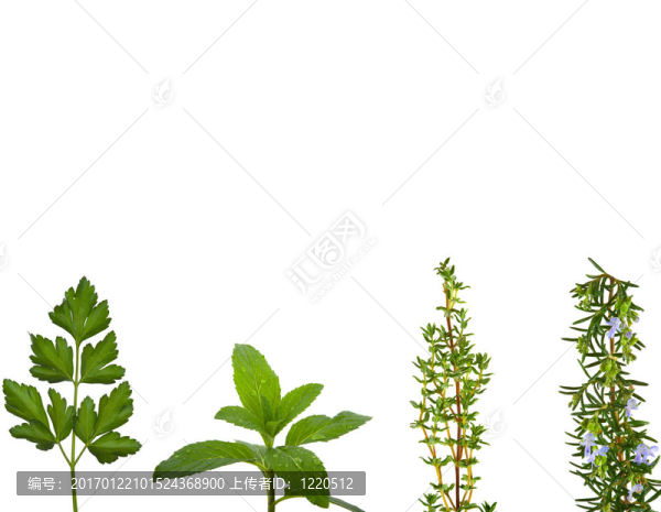 草本植物