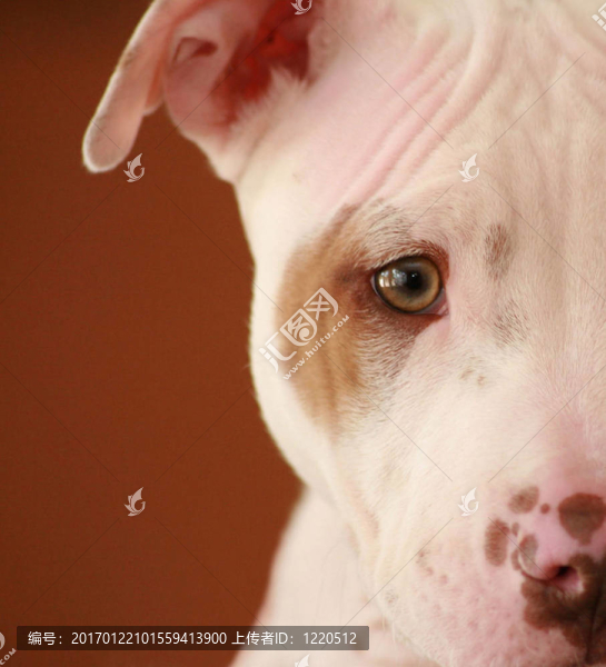 斗牛犬