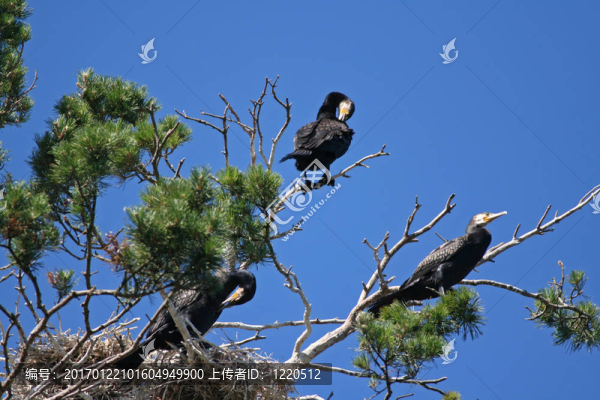 鸕鶿