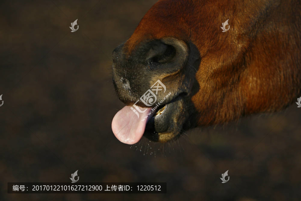 BAE系統(tǒng)公司