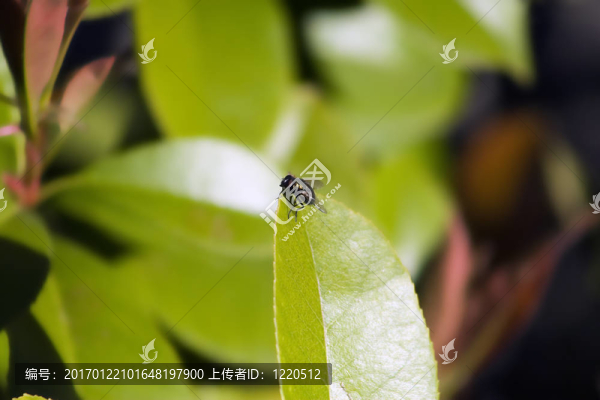 飛葉