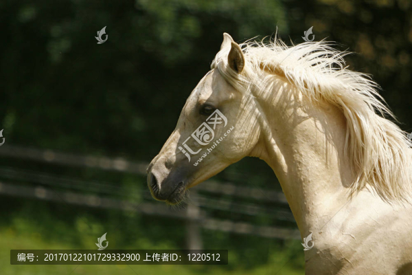 白色種馬
