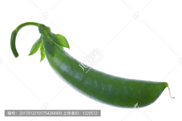 白色背景的豌豆莢