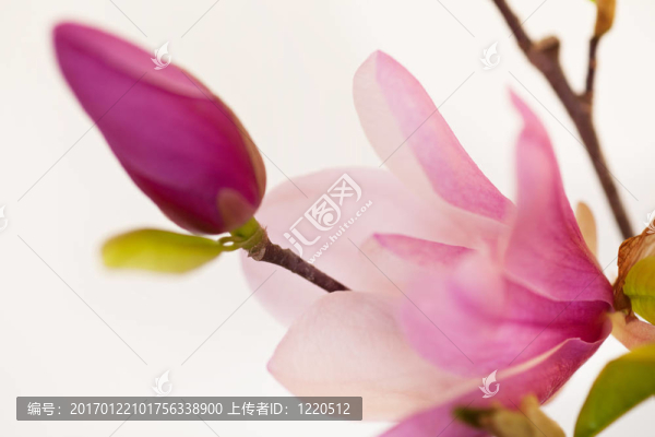 簡(jiǎn)花玉蘭