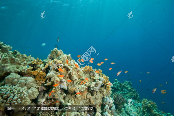 珊瑚；海洋和魚類