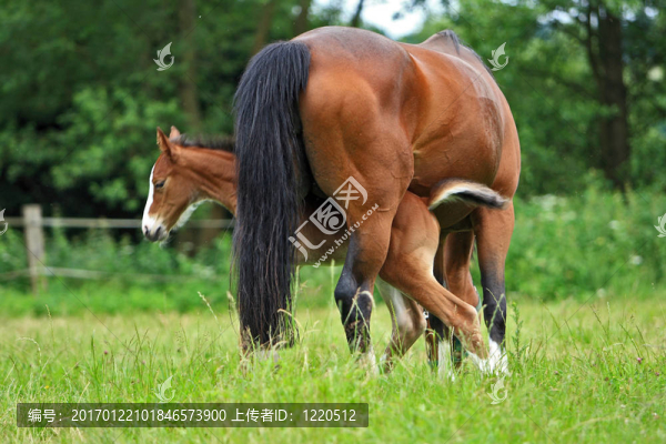 小馬駒