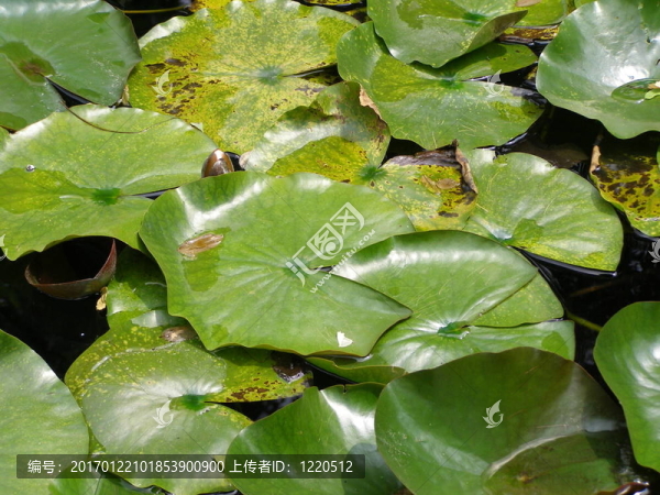 水lily,Nimphaea