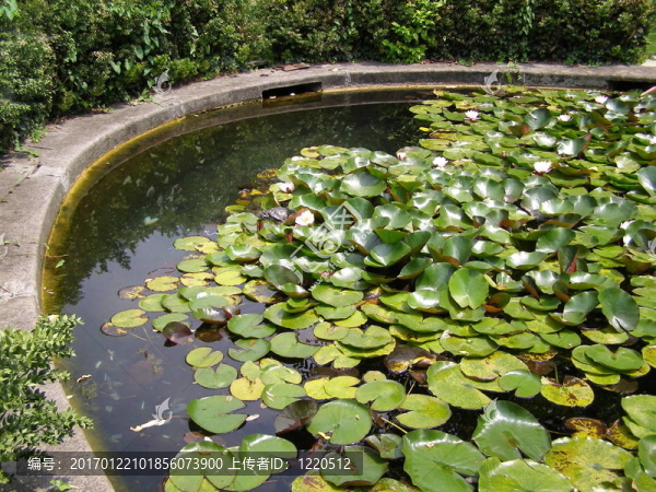 水lily,Nimphaea