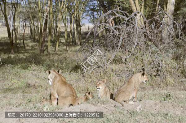 雌獅和幼崽