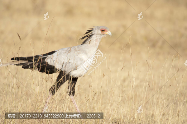 秘書鳥