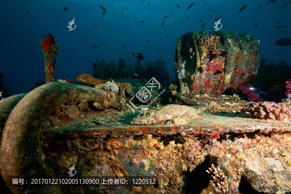 在thistlegorm,croccodilefish