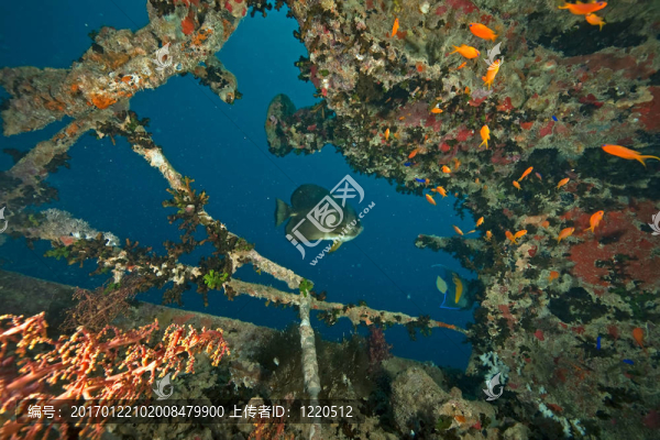 油罐車在thistlegorm
