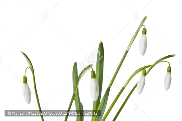雪花蓮