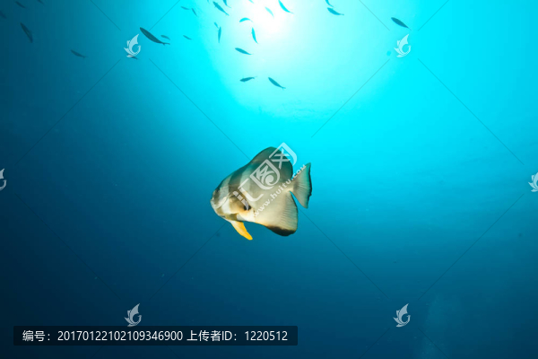 白鯧