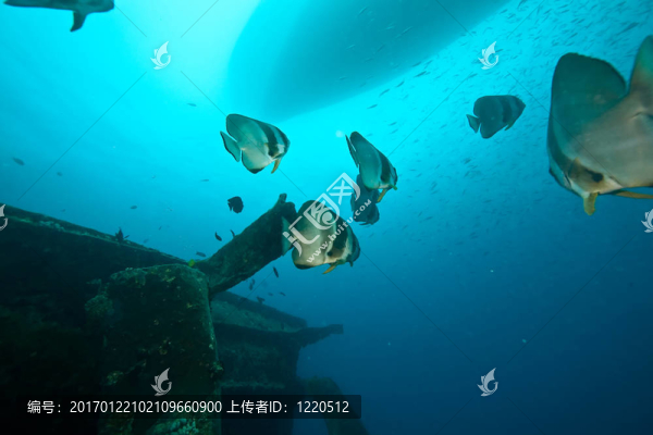 thistlegorm