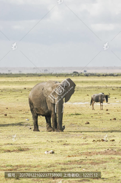 大象和GNU