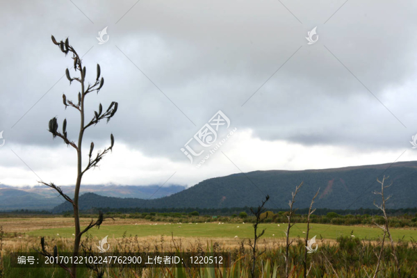 草原和山-湯加里羅國家公園；新西蘭