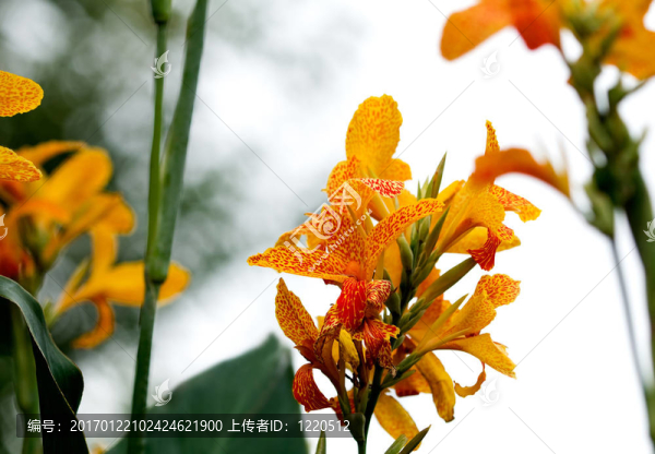 關(guān)于大自然和所有生物的大小