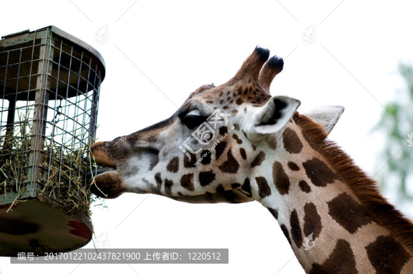 關(guān)于大自然和所有生物的大小