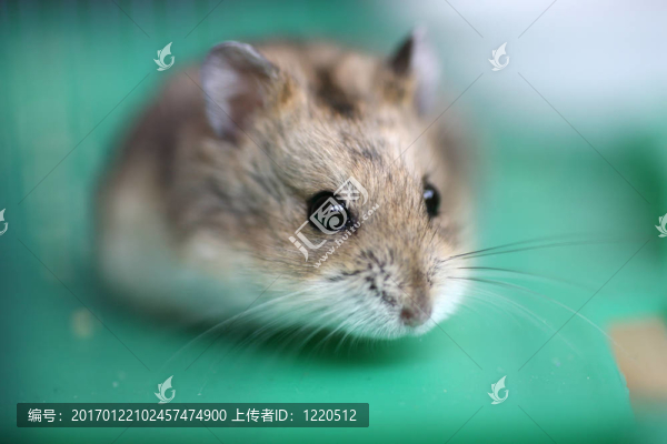倉鼠