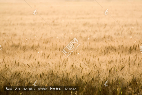夕陽麥田