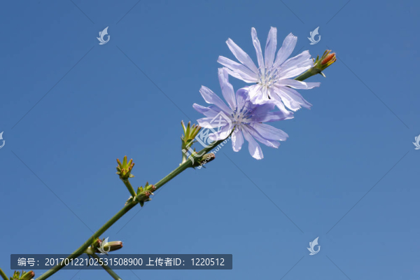 在藍(lán)色的天空菊苣
