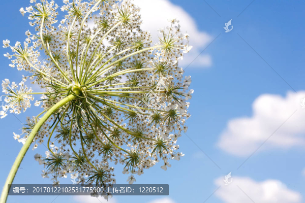 carott花