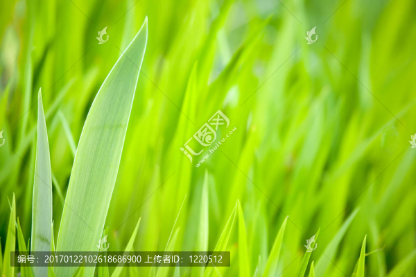 春天的樹葉背景
