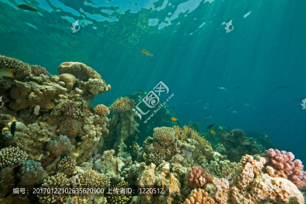 珊瑚；海洋和魚類