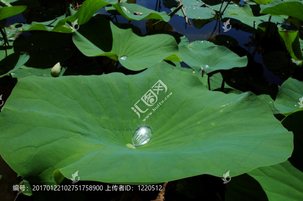 露滴