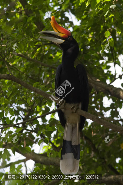 犀鳥