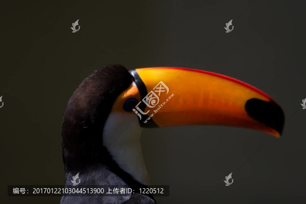 托哥巨嘴鳥