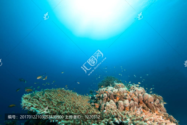 珊瑚和魚
