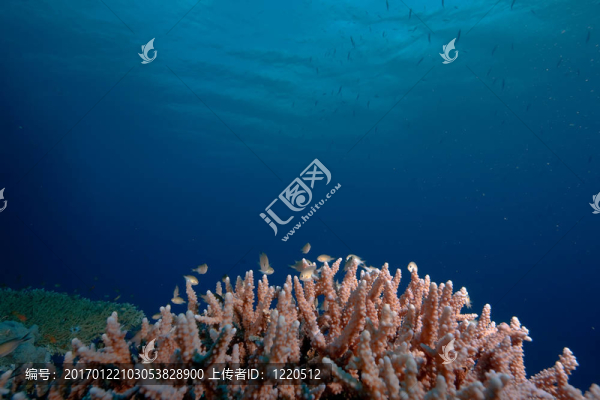 珊瑚和魚