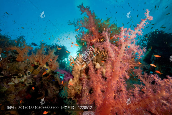 珊瑚和魚
