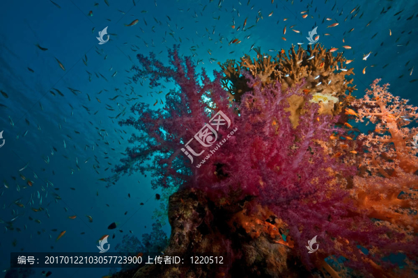 珊瑚和魚